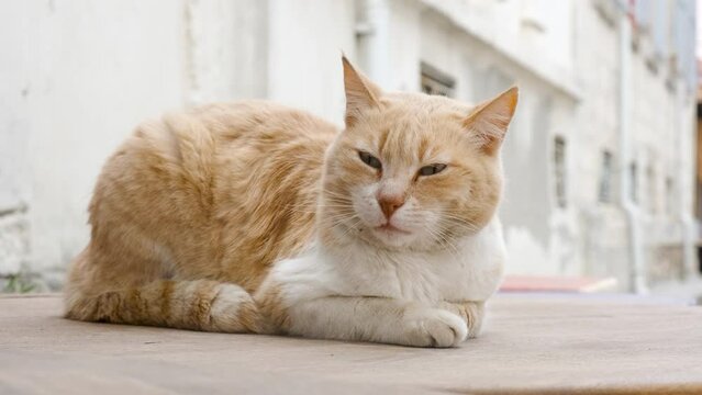 Sleepy Tabby Cat Lying on Ground. Close Up Shot of Yellow Furry Kitten on Daylight. Slow Motion. Prores 4K.
