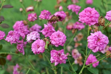 Fototapeta premium flower, 네이처, 분홍, 식물, 장미