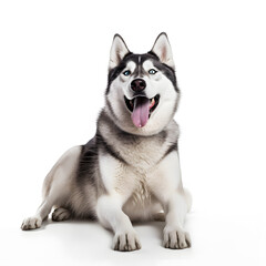 Naklejka na ściany i meble Siberian Husky happy dog on white background 