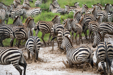 Zebras splash through the muddy river - great migration - Tanzania Serengeti National Park