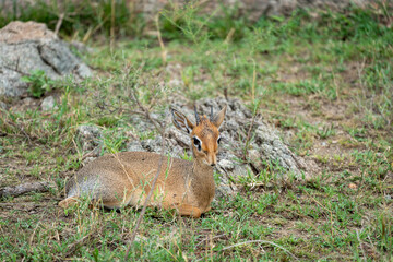 Dik Dik small antelopes rest in the Serengeti National Park Tanzania