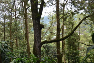 Forest View at Tawangmangu (2)