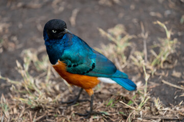 Angry looking blue-bellied roller bird in Serengeti, Tanzania, selective focus on head