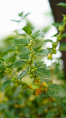 Indian ginseng, poison gooseberry, or winter cherry plant. Ashwagandha known as Withania somnifera fresh leaves. Ayurvedic medicine and herb benefits for reduce stress, Healthcare.