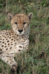 Naklejka na ściany i meble Portrait of a cheetah in the grass - Serengeti National Park Tanzania