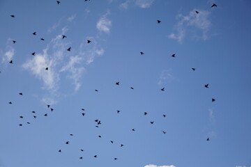 Viele Stare Vögel am blauen Himmel