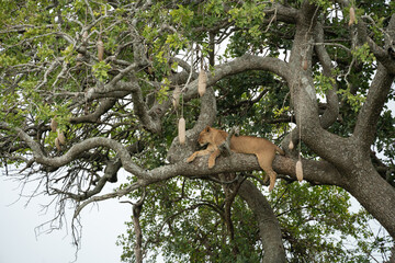 Lion sleeps in a sausage tree high above the Serengeti. Tanzania Africa