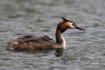 Great Crested Grebe and its young chick out for a swim in Home Park