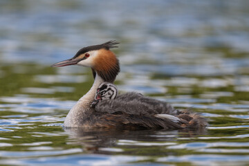 Great Crested Grebe and its young chick out for a swim in Home Park