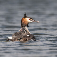 Great Crested Grebe and its young chick out for a swim in Home Park