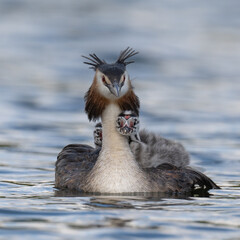 Great Crested Grebe mother and chicks together for a swim at Home Park