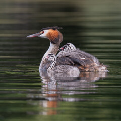 Great Crested Grebe and two young chicks out for a swim in Home Park