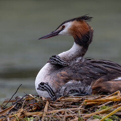 Great Crested Grebe and two chicks on the nest in Home Park