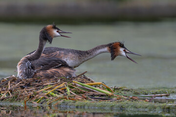 Pair of Great Crested Grebes and chick warding off a coot near their nest at Home Park