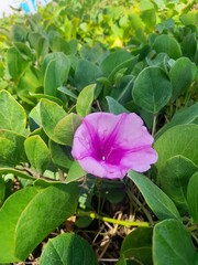 purple flowers in a garden