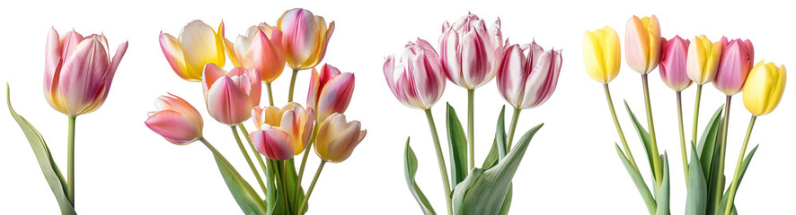 Set of pink and yellow tulips/flowers. Bouquet of pink and yellow tulips. Pink tulip close up. Isolated on a transparent background. KI. - obrazy, fototapety, plakaty