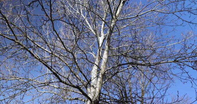 tall old birch during flowering and without foliage, spring season with birches with long flexible branches