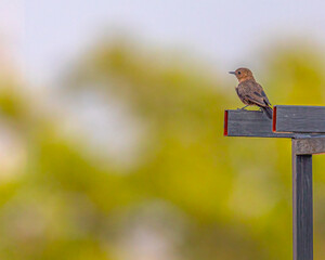 A Brown Rock Chat