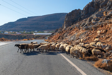 Animals on the road in Greece. Sheep on a stately road on the island of Crete.