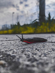 snail on the road