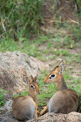 Naklejka na ściany i meble Dik Dik pair of small antelopes rest in the Serengeti National Park Tanzania
