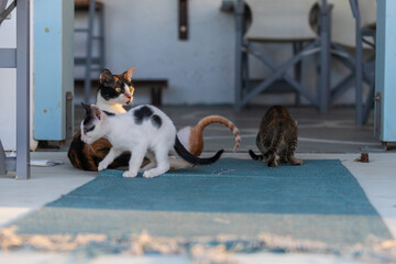 Wild street cats with kittens in front of the house.