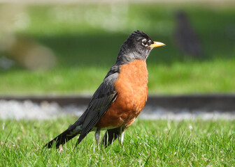 Very alerted American Red Robin