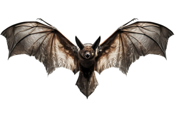 bat isolated on white background