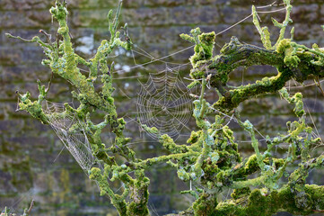 spider web with dew drops in the morning sun