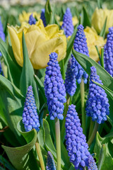 muscari blue horizon with yellow tulip in the background