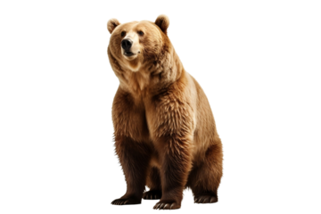 brown bear isolated on white background