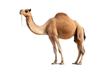 Foto op Canvas camel isolated on white background © Roland
