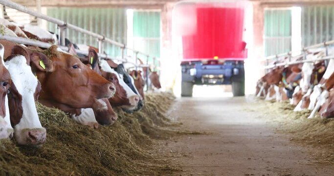 Dairy farm, feed mixer feeding cows in cowshed, moving in the middle of the barn, feeding one side and then the other