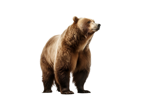 brown bear isolated on white background