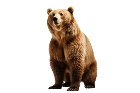 brown bear isolated on white background
