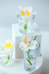 Composition with white alstroemeria flowers in glass goblets on white podiums