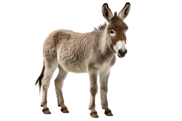 Fototapeten view of a donkey isolated on white backgorund © Roland