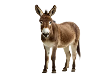 Crédence en verre imprimé Antilope donkey isolated on white background