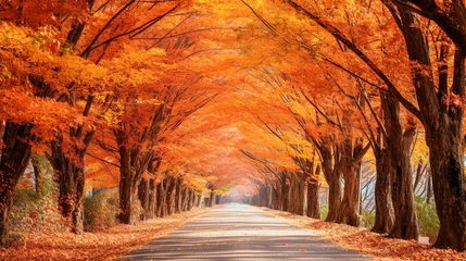 Fotobehang Warm oranje 美しい秋の紅葉の並木道