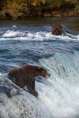 Grizzly bear, Brooks Camp, Katmai National Park, Alaska

