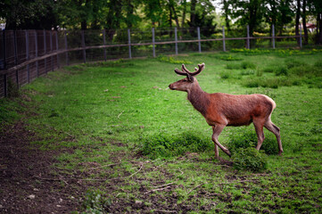 Young brown male deer with little horns walking on green grass in reserve aviary