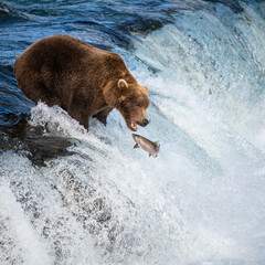 Grizzly bear, Brooks Camp, Katmai National Park, Alaska

