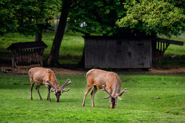 Naklejka na ściany i meble Young brown male deers with little horns walking on green grass in reserve aviary