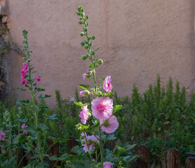 Alcea rosea, malvacee. Malva