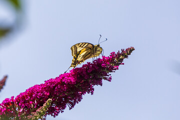 Schwalbenschwanz - Schmetterling - Falter - Flieder