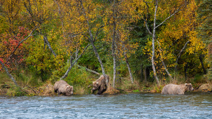 Grizzly bear, Brooks Camp, Katmai National Park, Alaska

