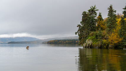 Grizzly bear, Brooks Camp, Katmai National Park, Alaska

