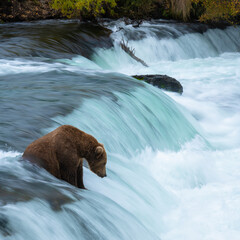 Grizzly bear, Brooks Camp, Katmai National Park, Alaska

