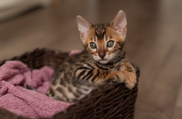 A cute Bengal cat sits in a wicker brown basket and looks at the camera with huge eyes. pets
