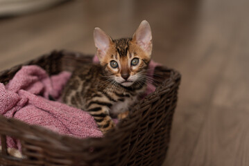 Fototapeta na wymiar A cute Bengal cat sits in a wicker brown basket and looks at the camera with huge eyes. pets